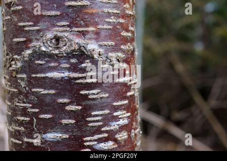 Bark striato di Prunus serrulata albero, o il giapponese e tibetano ciliegia. Ciliegio spilla. Alta qualità Foto Stock
