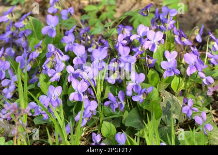 In primavera nella foresta selvatica cresce la violetta (Viola odorata) Foto Stock