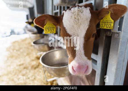 Una giovane vacca marrone e bianco che guarda fuori con la testa che si sbiria fuori dalla stalla Foto Stock