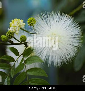 Un dente di leone fiore bianco di scarlatto polvere Puff albero Foto Stock