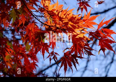 Foglie di acero rosso e arancione autunnale su sfondo cielo blu Foto Stock
