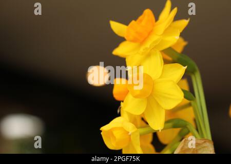 Mini Daffodils morbido fuoco primavera sfondo interno con spazio copia Foto Stock