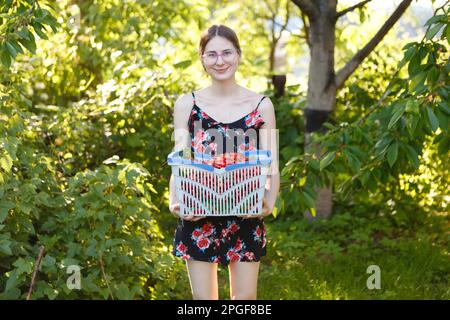 donna raccoglie ciliegie mature e rosse da un albero Foto Stock