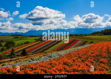 Shikisai no Oka a Hokkaido Foto Stock