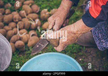 Le vecchie mani tagliano le patate germogliate con il coltello per piantare Foto Stock