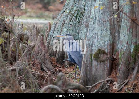 Un airone grigio soleggiato arroccato vicino a un vecchio tronco di albero in un ambiente forestale Foto Stock
