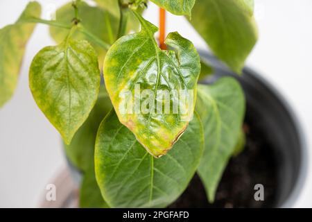 Foglie di pepe essiccate ingiallite coltivate in una pentola dell'appartamento. Ortaggi in crescita a casa, giardino sul davanzale, mancanza di luce e traccia Foto Stock