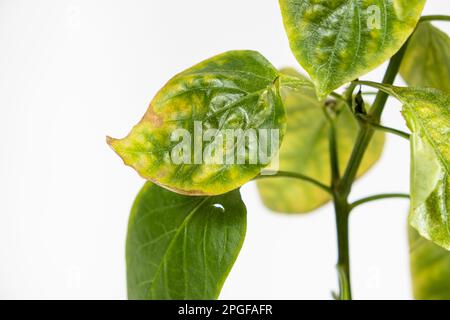 Foglie di pepe essiccate ingiallite coltivate in una pentola dell'appartamento. Ortaggi in crescita a casa, giardino sul davanzale, mancanza di luce e traccia Foto Stock