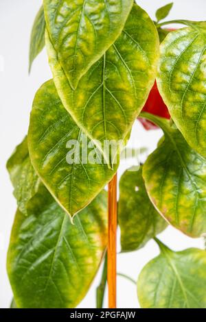 Foglie di pepe essiccate ingiallite coltivate in una pentola dell'appartamento. Ortaggi in crescita a casa, giardino sul davanzale, mancanza di luce e traccia Foto Stock