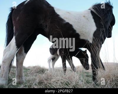 Cavallo islandese mare e Foal Foto Stock