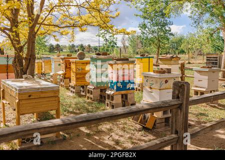 Ape apiario in una giornata di sole circondato da alberi Foto Stock