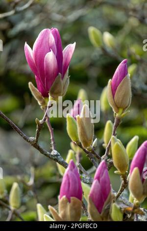 Fiori rosa fioriti su un albero di magnolia nel giardino Foto Stock