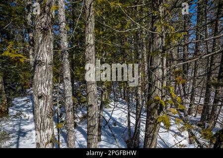 Northern White Cedars, Thuja occidentalis, lungo il Sand Point Marsh Trail in inverno, Pictured Rocks National Lakeshore, Upper Peninsula, Michigan, USA Foto Stock