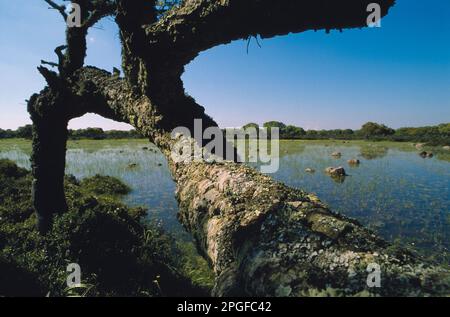 Habitat del lago naturale di quercia poco profondo (pauli) con crowfoot d'acqua (Ranunculus sp.) Fioritura sull'altopiano di basalto Giara di Gesturi Sardegna Foto Stock