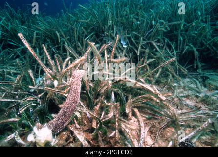 Oloturia (Holothuria tubulosa) espelle all'esterno il liquido spermatico. Capo Caccia. Alghero, Sardegna. Cetriolo di mare tubolare, durante la riproduzione Foto Stock