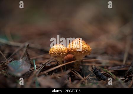 Fuoco selettivo di funghi selvatici arancioni in autunno Foto Stock