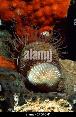 Lima lima, o il fileclam spinosa, è una specie di molluschi bivalvi in famiglia Limidae Foto Stock