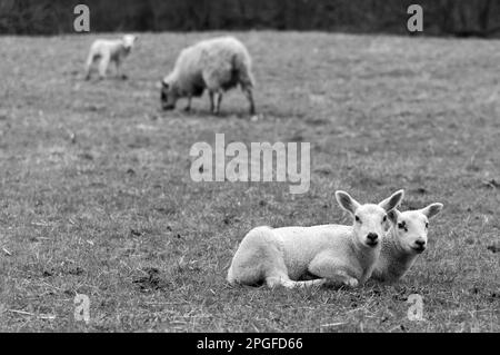 immagine di una famiglia di pecore con agnelli Foto Stock