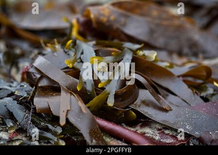 Atlantic Oarweed alghe, Kelp (Laminaria digitata) sulla spiaggia di sabbia nel Regno Unito Foto Stock