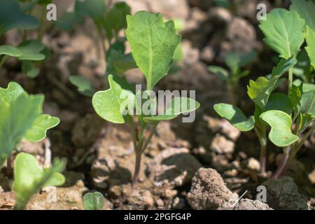Giovani cavolo giovani pianta. Brassica oleracea, capitata F. alba Foto Stock