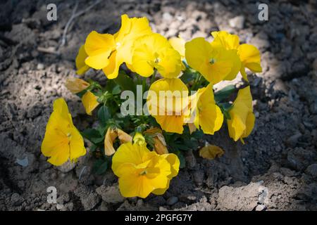 Pansie gialle da giardino Viola wittrockiana Foto Stock