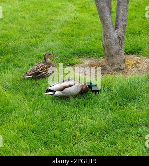 Femmine e maschi di Mallard anatre su un prato suburbano di Union City, California Foto Stock