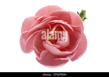 La testa fiorente di una coppa Buttercup persiana conosciuta anche come coppa Buttercup asiatica a zampa di corone persiana, un membro della famiglia botanica Ranunculus Foto Stock