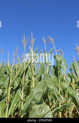 Nappe di mais con sfondo cielo blu Foto Stock