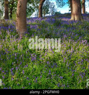 Una vista di bluebells nel bosco vicino a Wylam, Northumberland, Inghilterra, Regno Unito Foto Stock