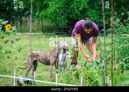 Donna con i suoi cani che lavorano in giardino. Stile di vita rurale. Giardinaggio organico Foto Stock