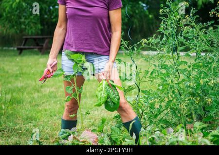 Giardinaggio in estate. Donna che raccoglie foglie di mangold dal suo orto biologico Foto Stock