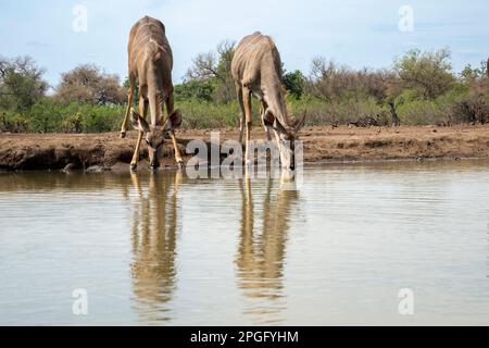 Due femmine di Kudu con riflessi che bevono in un foro di irrigazione in Botswana Foto Stock