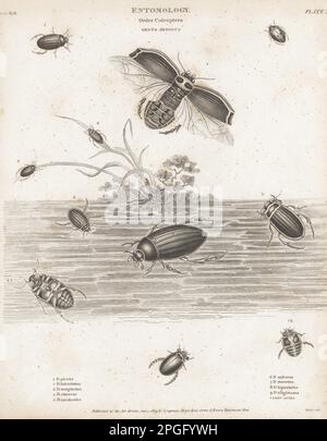 Grande scarabeo d'acqua d'argento, Hydrophilus piceus 1, Dytiscus latissimus 2, Hydroporus marginatus 3, Graphoderus cinereus 4, Dytiscus caraboides 5, Acilius sulcatus 6, Laccophilus minutus 7, Agabus bipustulatus (D. bipustulus) 8, e Agabus uliginosus 9. Incisione su copperplate di Thomas Milton dalla Cyclopedia di Abraham Rees o Dizionario universale delle Arti, delle Scienze e della Letteratura, Longman, Hurst, Rees, Orme and Brown, Paternoster Row, Londra, 1 gennaio 1814. Foto Stock