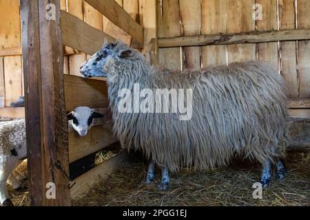 Bella coppia di pecore con lana bianca che si posa su terreno stabile cortile con fieno. Lavorare con animali domestici in azienda Foto Stock