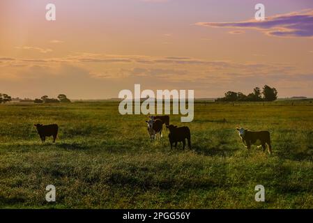 Bestiame nella campagna argentina, Provincia di la Pampa, Patagonia , Argentina. Foto Stock