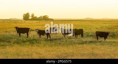 Bestiame nella campagna argentina, Provincia di la Pampa, Patagonia , Argentina. Foto Stock