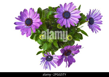 Fiori daisy africani isolati su sfondo bianco Foto Stock