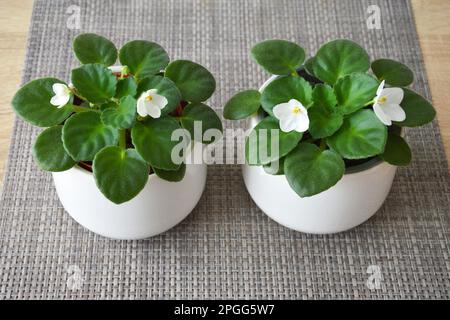 Viola africane bianche in pentole. Piante domestiche in vaso sulla tabella Foto Stock