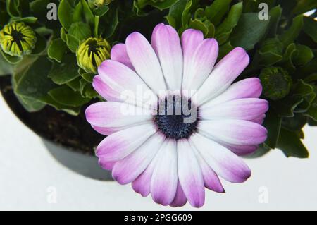 Fiore daisy africano isolato su sfondo bianco Foto Stock