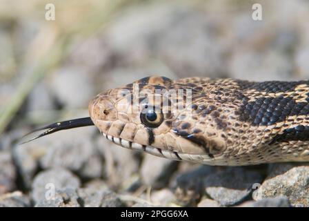 Questi serpenti di gopher (Pituophis catenifer) non erano difficili da trovare a metà maggio nell'Oregon sudorientale. Erano fuori sulle strade che si prendevano il sole, piombo Foto Stock