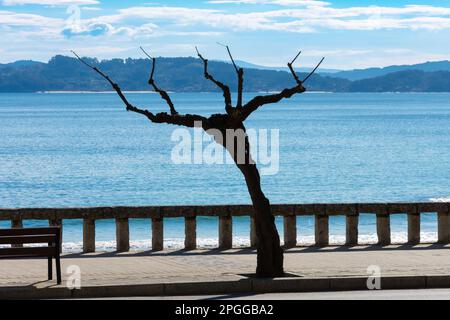 Nessun albero di foglie a Sangenjo, Sanxenxo. Estuario di Pontevedra, Ria de Pontevedra sullo sfondo. Galizia. Spagna Foto Stock