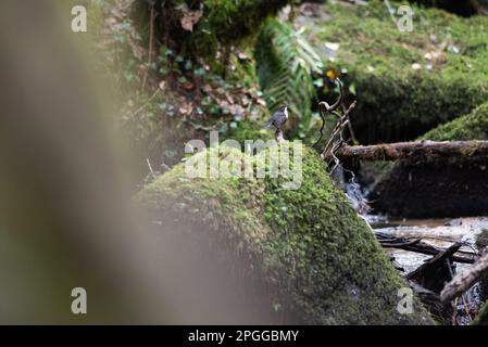 11th febbraio 2023: Un campionatore a immersione Cincluss Cincluss è arroccato sopra un ruscello da cui pescando, Kennal vale, Ponsanooth. Foto Stock