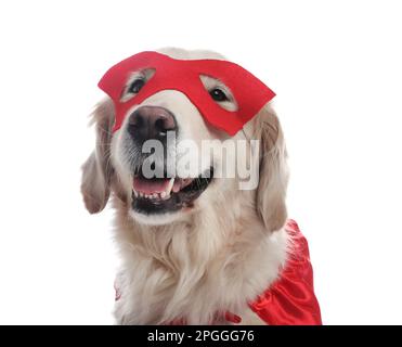 Adorabile cane in maschera supereroe rosso su sfondo bianco Foto Stock