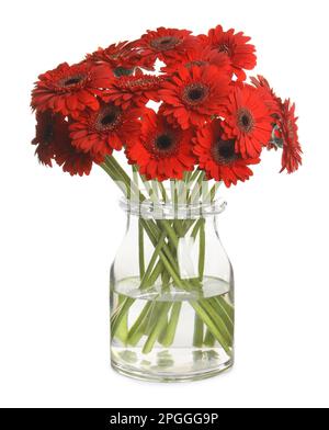 Bouquet di bellissimi fiori di gerbera rossa in vaso di vetro su sfondo bianco Foto Stock