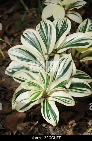 Belle foglie variegate di Amazzonia Ginger spirale con nome scientifico Costus Amazonicus Foto Stock