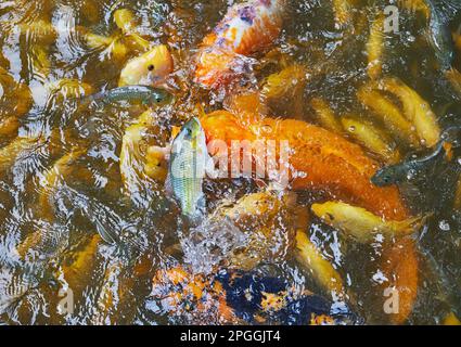 Un Frenzy di alimentazione con grande Koi e piccolo Carp in uno stagno Foto Stock