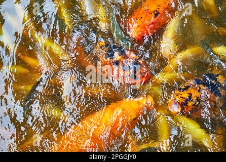 Un Frenzy di alimentazione con grande Koi e piccolo Carp in uno stagno Foto Stock