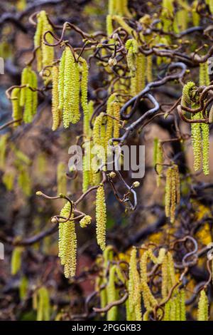 Cetrioli appesi a piccoli rami in Victoria British Columbia, Canada Foto Stock