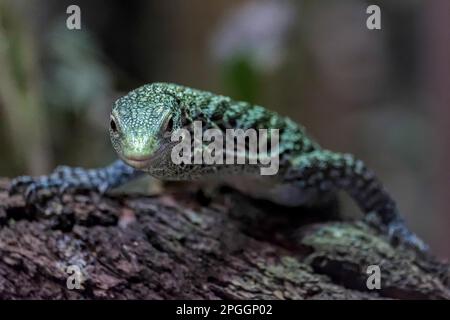 Emerald Tree Monitor (Varanus prasinus) presso il Bioparco Fuengirola Foto Stock