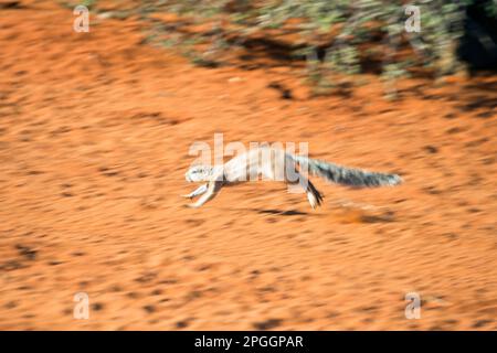 Scoiattolo a righe (Xerus eritrypus), Kalahari, Namibia Foto Stock